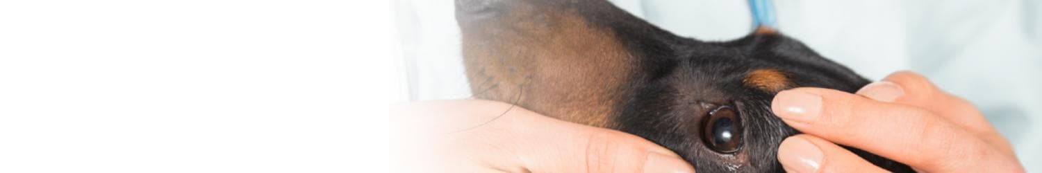Ein Tierarzt untersucht die Augen eines Hundes und hält dabei vorsichtig den Kopf des Hundes in seinen Händen.