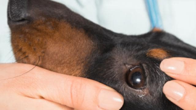 Nahaufnahme der Hände einer Person, die sanft den Kopf eines Hundes hält, mit Fokus auf den Augen und Ohren des Hundes.