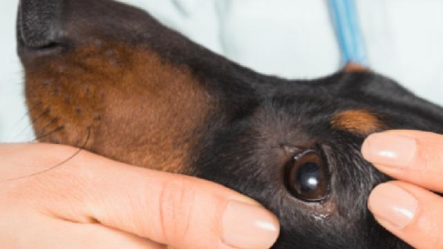 Nahaufnahme der Hände einer Person, die sanft den Kopf eines Hundes hält, mit Fokus auf den Augen und Ohren des Hundes.