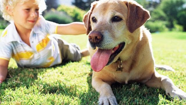 Ein kleines Kind mit lockigem Haar liegt an einem sonnigen Tag neben einem hechelnden Labrador Retriever im Gras.